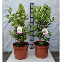 Feijoa - Acca sellowiana