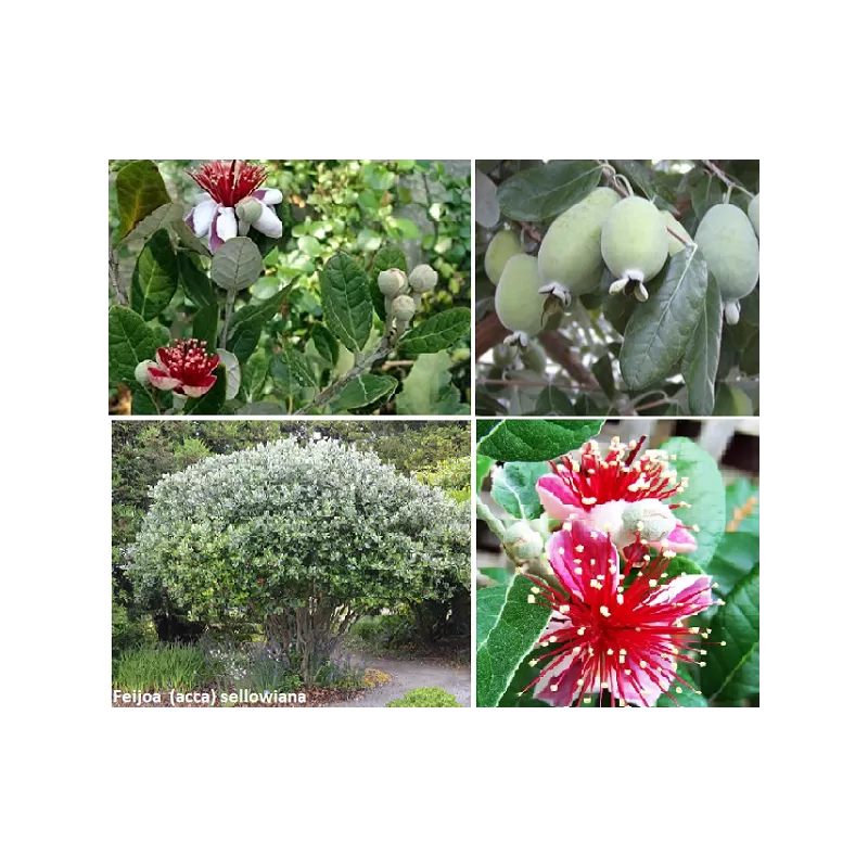 Amerikinė aka - Acca sellowiana