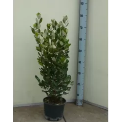 Amerikinė aka - Acca sellowiana