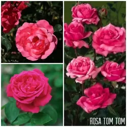 Rožė - Rosa TOM TOM ®