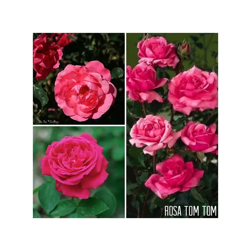 Rožė - Rosa TOM TOM ®
