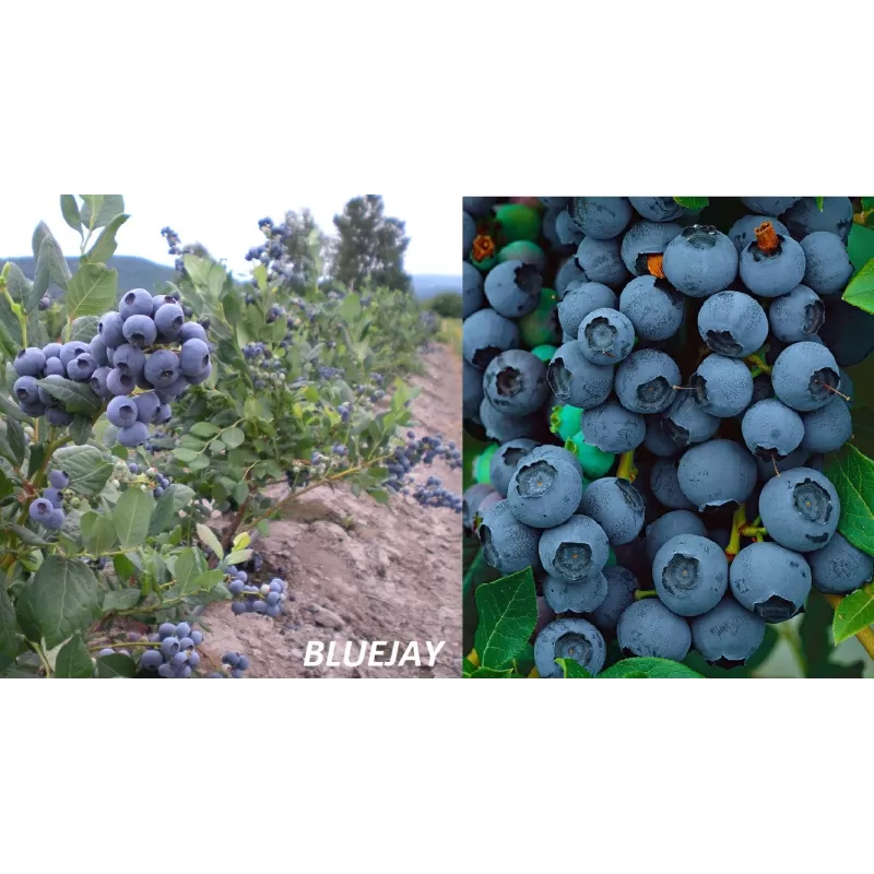 Aukštoji šilauogė (ankstyva) - Vaccinium corymbosum BLUEJAY