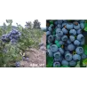 Aukštoji šilauogė (ankstyva) - Vaccinium corymbosum BLUEJAY