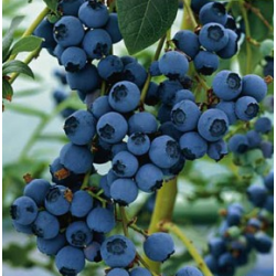 Aukštoji šilauogė (ankstyva) - Vaccinium corymbosum BLUERAY