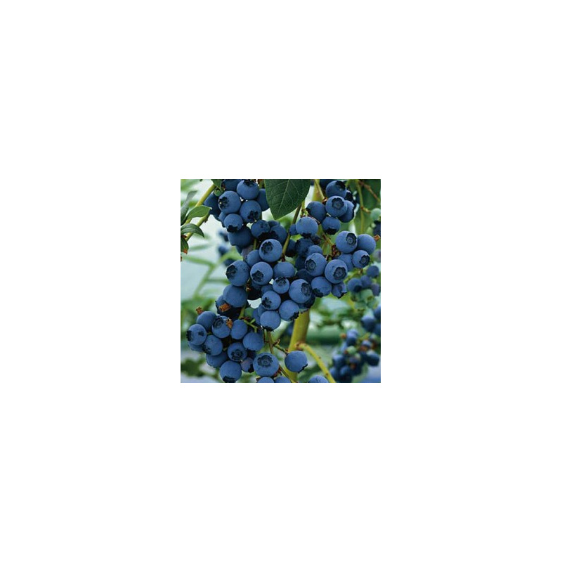 Highbush Blueberry - Vaccinium corymbosum BLUERAY