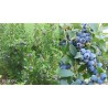 Highbush Blueberry - Vaccinium corymbosum BLUERAY