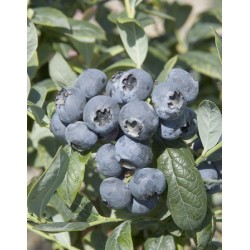 Highbush Blueberry - Vaccinium corymbosum BRIGITTA BLUE