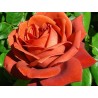 Rožė - Rosa TERRACOTTA ®