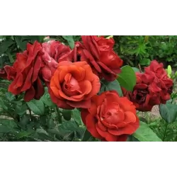 Rožė - Rosa TERRACOTTA ®