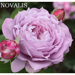 Rožė - Rosa NOVALIS®