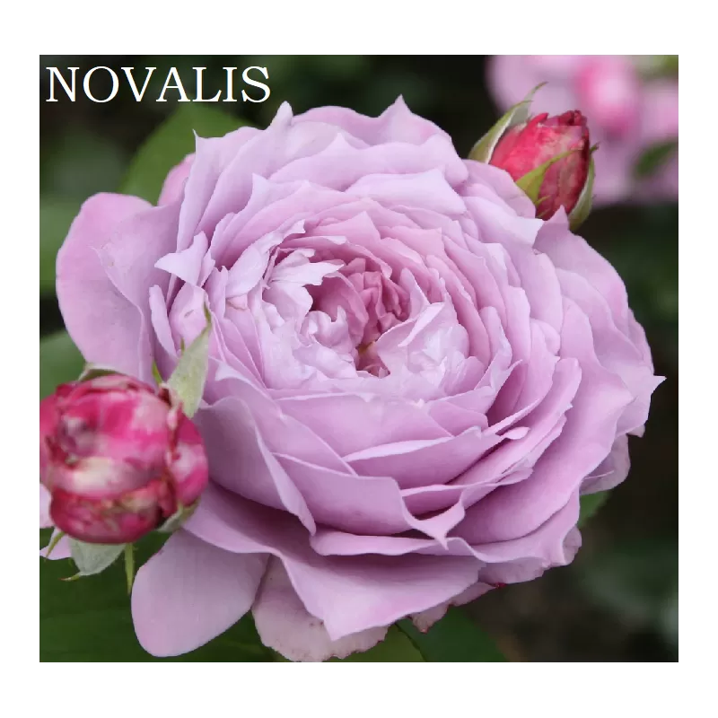 Rožė - Rosa NOVALIS ®
