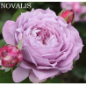 Rosa NOVALIS ®