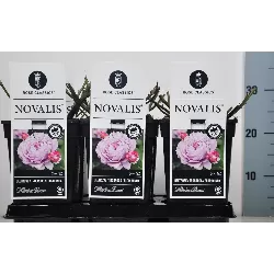 Rosa NOVALIS ®