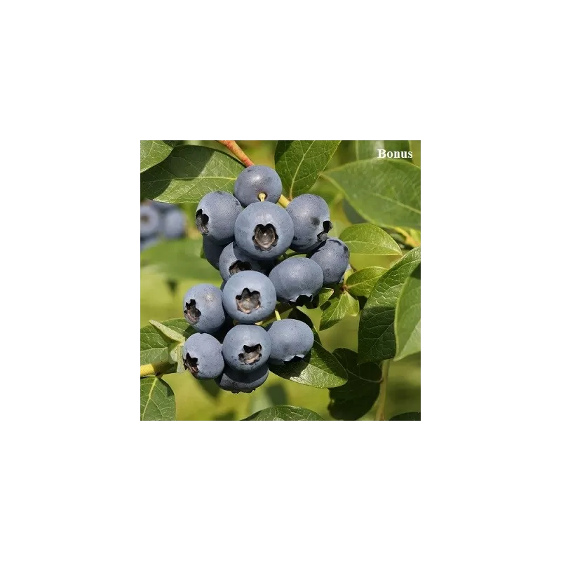 Aukštoji šilauogė (vid. vėl.) - Vaccinium corymbosum BONUS