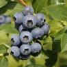 Highbush Blueberry - Vaccinium corymbosum BONUS