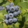 Highbush Blueberry - Vaccinium corymbosum BONUS