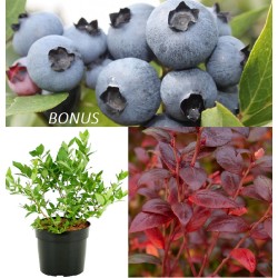 Highbush Blueberry - Vaccinium corymbosum BONUS