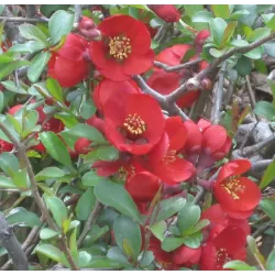 Puošnusis svarainis - Chaenomeles x superba CRIMSON AND GOLD