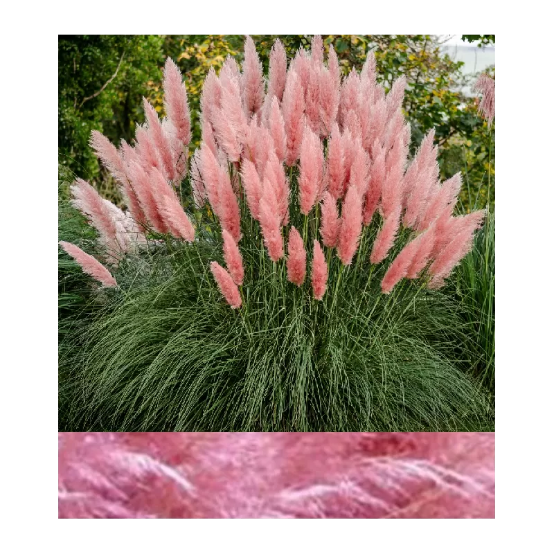 Argentininė kortaderija - Cortaderia selloana ROSEA / PINKA