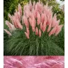 Argentininė kortaderija - Cortaderia selloana ROSEA / PINKA