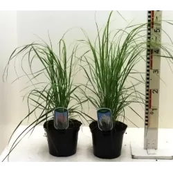 Argentininė kortaderija - Cortaderia selloana ROSEA / PINKA