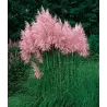 Cortaderia selloana ROSEA