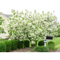 Chionanthus virginicus