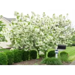 Virgininis sniegmedis - Chionanthus virginicus