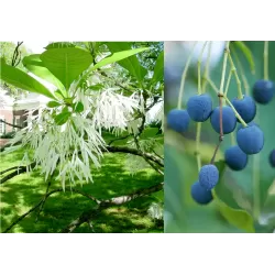 Virgininis sniegmedis - Chionanthus virginicus