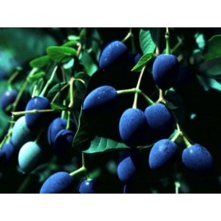 Chionanthus virginicus