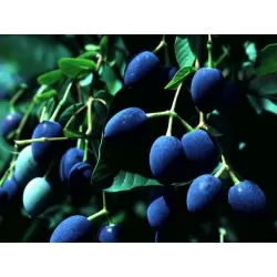 Virgininis sniegmedis - Chionanthus virginicus