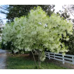 Virgininis sniegmedis - Chionanthus virginicus