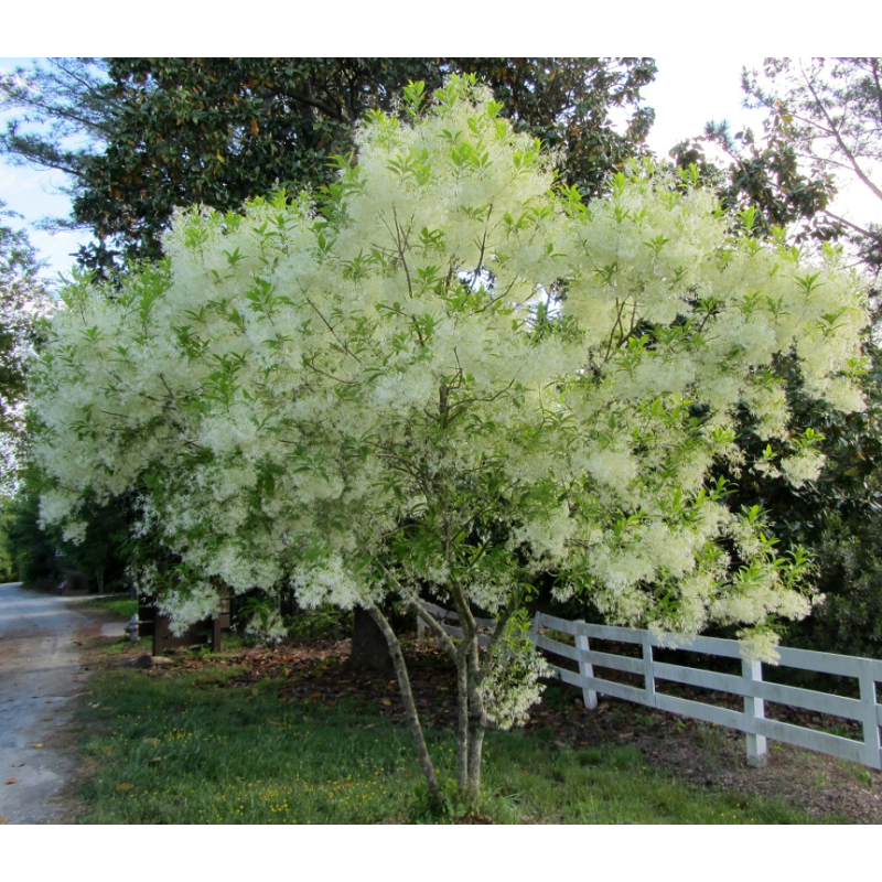 Virgininis sniegmedis - Chionanthus virginicus