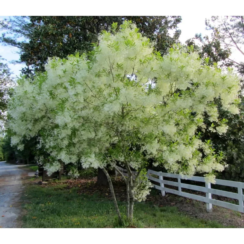 Virgininis sniegmedis - Chionanthus virginicus