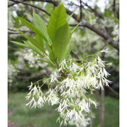 Chionanthus virginicus