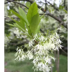 Virgininis sniegmedis - Chionanthus virginicus