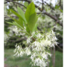 Chionanthus virginicus