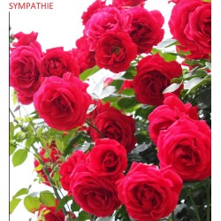 copy of Rožė - Rosa Sympathie