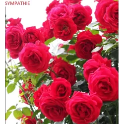 Rosa SYMPATHIE ®