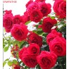 Rožė - Rosa SYMPATHIE ®