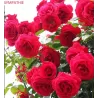 Rosa SYMPATHIE ®