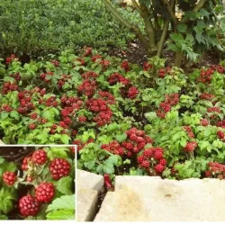 Šiaurinė katuogė (arktinė avietė) - Rubus arcticus BEATA