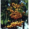 Rowan - Sorbus arnoldiana GOLDEN WONDER