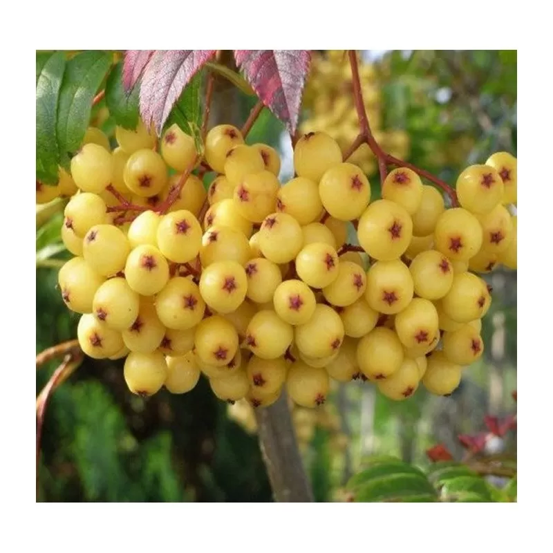 Arnoldo šermukšnis - Sorbus arnoldiana Golden Wonder
