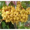 Rowan - Sorbus arnoldiana GOLDEN WONDER
