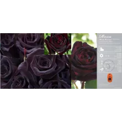 Rosa BLACK BACCARA ®