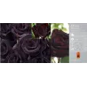 Rosa BLACK BACCARA ®