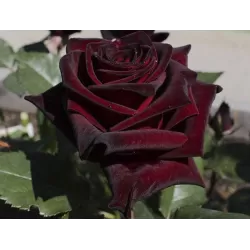 Rosa BLACK BACCARA ®