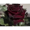 Rosa BLACK BACCARA ®