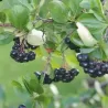 Aronija - Aronia mitshhurini AMIT